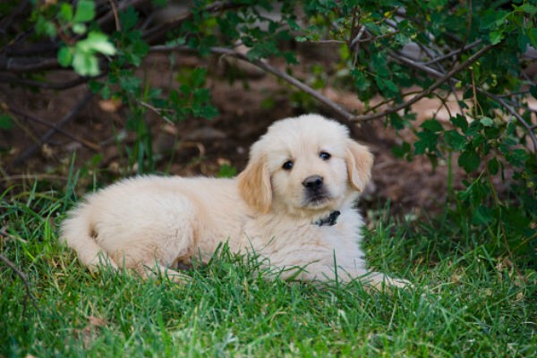 Golden Retriever Puppy 😍